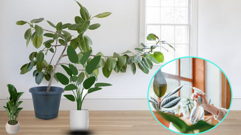 Indoor Rubber Tree