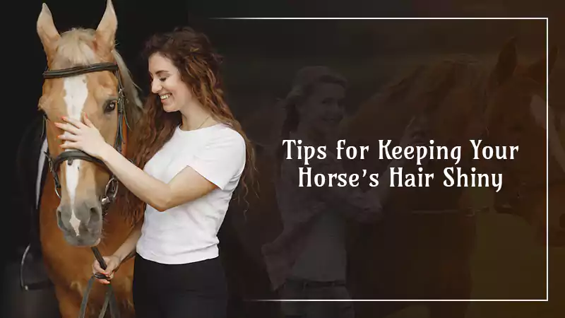 Keeping Your Horse’s Hair Shiny