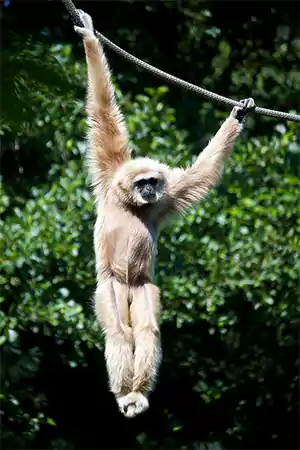 Gibbon hanging on a rope in the forest