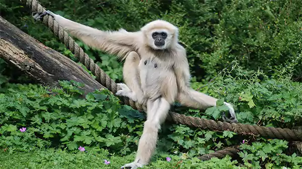 Gibbon hanging on a-rope in the forests 