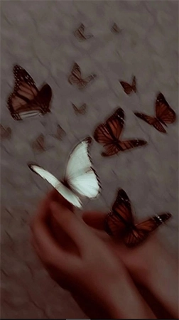 Aesthetic Butterflies Tik Tok profile picture