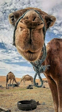 Big Nose Camel Tik Tok profile picture