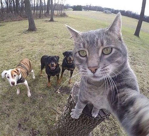 Cat And Dog Group Picture Tik Tok profile picture