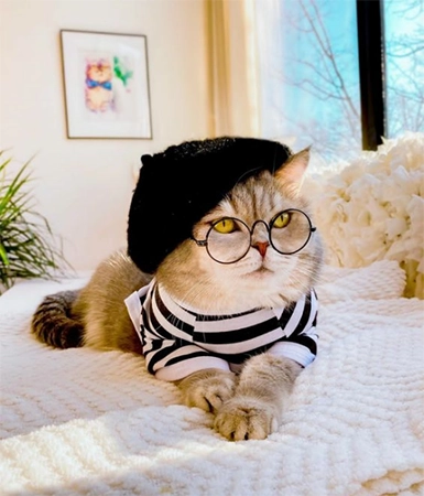 Cat Who Wears Cool Glasses  Tik Tok profile picture