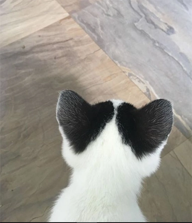 Cat With Heart Ears  Tik Tok profile picture