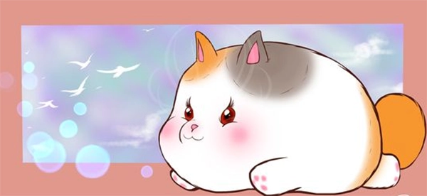 Cats With Chubby And Pinch-able Cheeks Tiktok profile picture