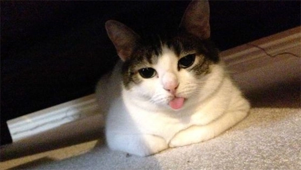 Cheeky Cat Sticking the Tongue Out At You  Tik Tok profile picture
