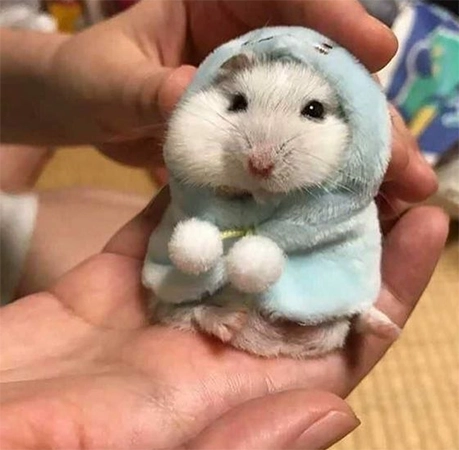 Cute Hamster  Tik Tok profile picture