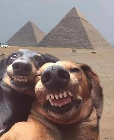 Dog Laughing Tik Tok profile picture