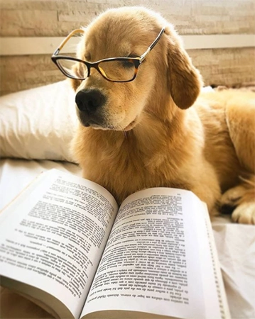 Dog Reading Book Tiktok profile picture