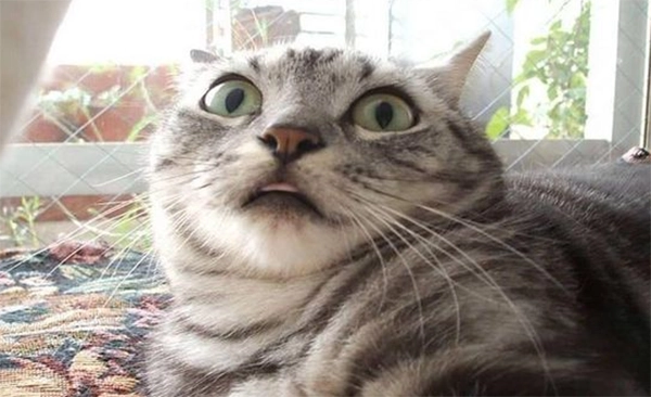 Shocking Cat Tik Tok profile picture