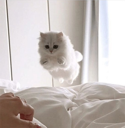 White fluffy Cat  Tik Tok profile picture